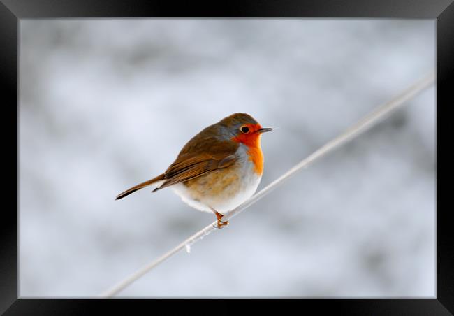 Robin on a wire Framed Print by Mike Corrigan