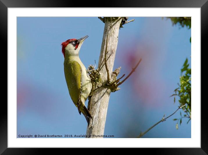 Green Woodpecker Framed Mounted Print by David Brotherton