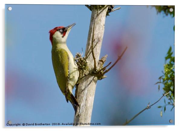 Green Woodpecker Acrylic by David Brotherton