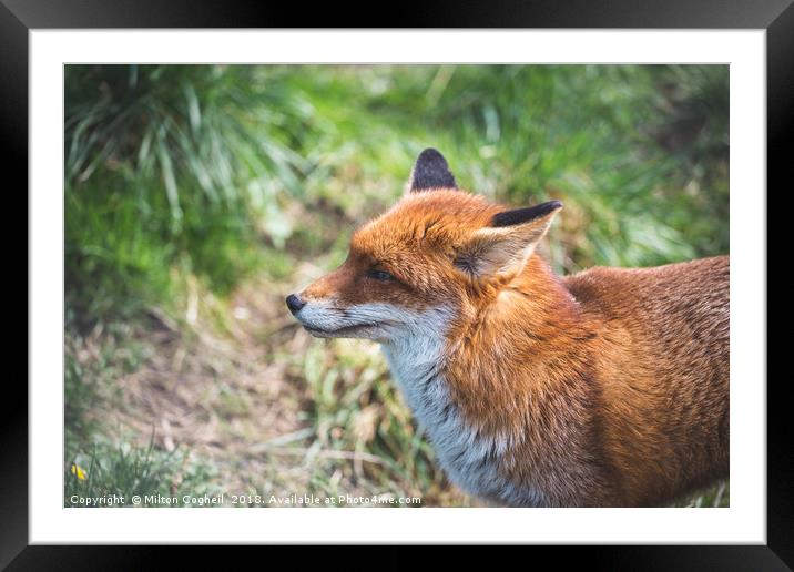 European Red Fox Framed Mounted Print by Milton Cogheil