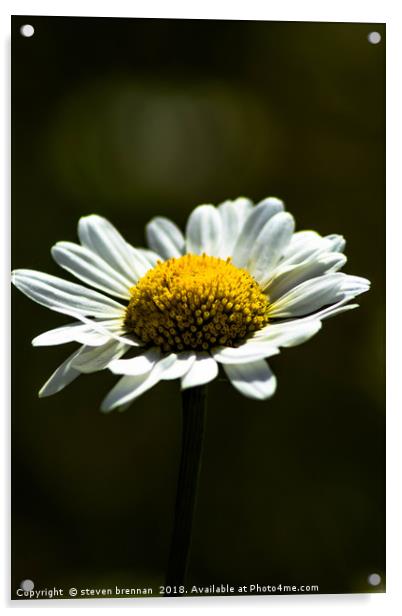 Macro shot of a daisy  Acrylic by steven brennan