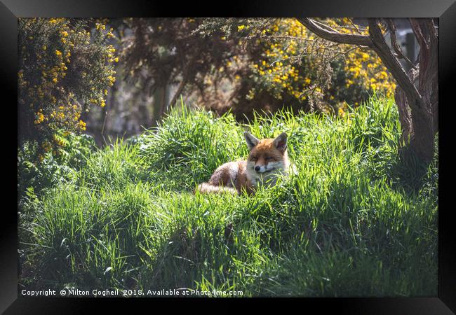 Resting Red Fox Framed Print by Milton Cogheil