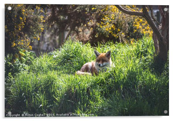 Resting Red Fox Acrylic by Milton Cogheil
