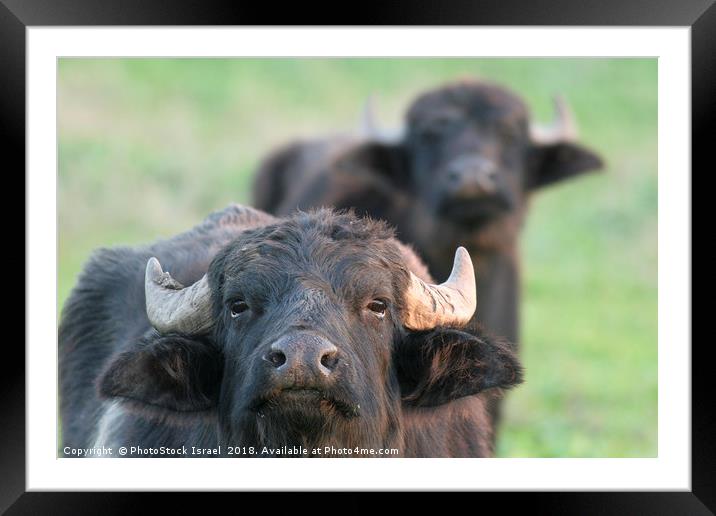 Water Buffaloes Framed Mounted Print by PhotoStock Israel