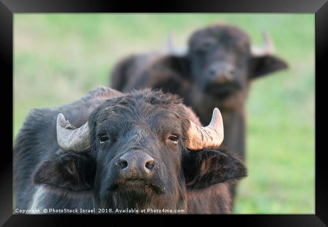 Water Buffaloes Framed Print by PhotoStock Israel