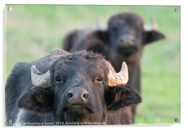 Water Buffaloes Acrylic by PhotoStock Israel