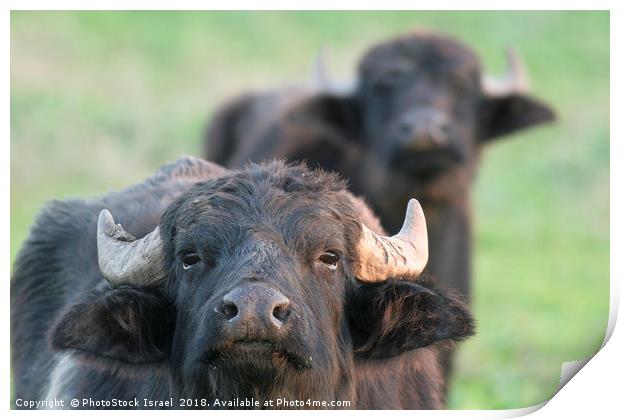 Water Buffaloes Print by PhotoStock Israel