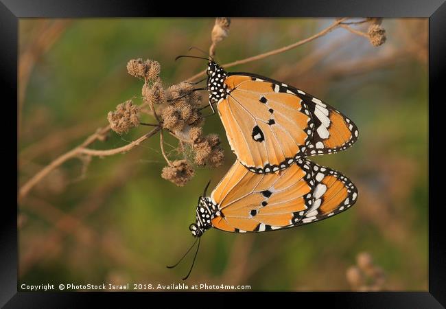Plain Tiger (Danaus chrysippus) Framed Print by PhotoStock Israel