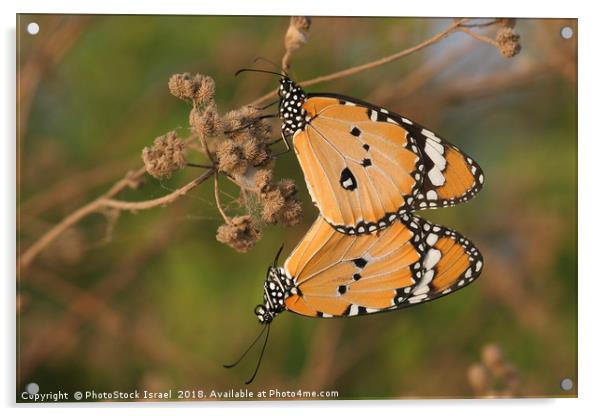 Plain Tiger (Danaus chrysippus) Acrylic by PhotoStock Israel