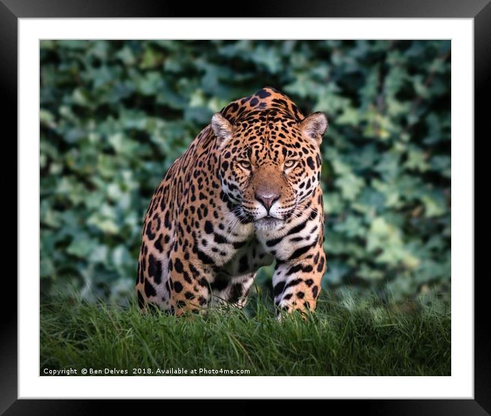 Majestic Jaguar Framed Mounted Print by Ben Delves