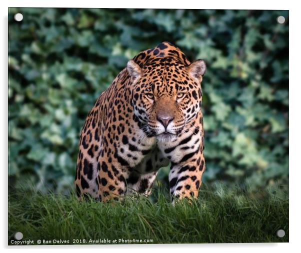 Majestic Jaguar Acrylic by Ben Delves