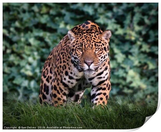 Majestic Jaguar Print by Ben Delves