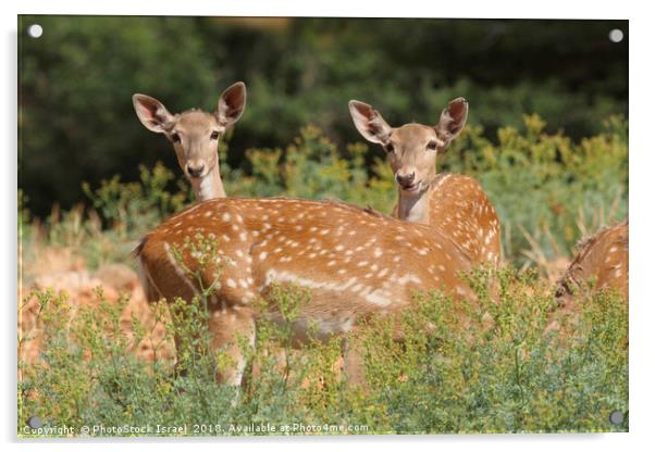 Fallow Deer (Dama dama)  Acrylic by PhotoStock Israel