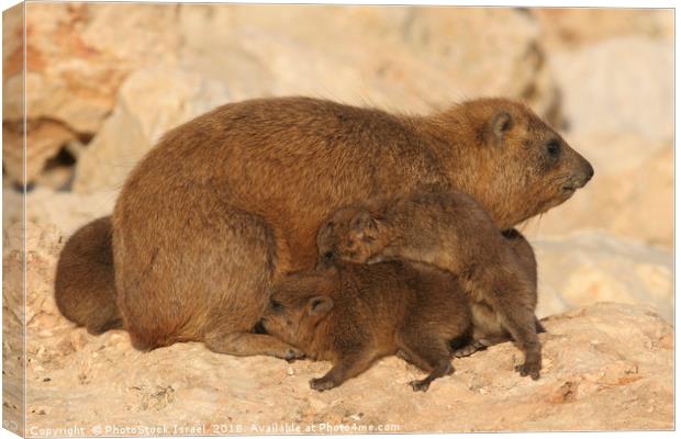 Rock Hyrax, (Procavia capensis) Canvas Print by PhotoStock Israel