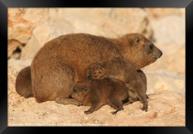 Rock Hyrax, (Procavia capensis) Framed Print by PhotoStock Israel