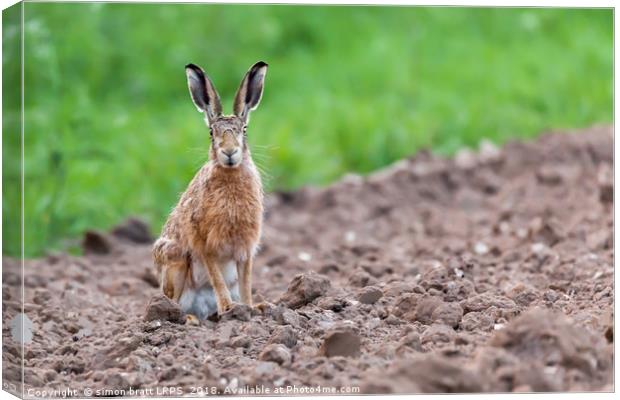 Wild hare sat staring at camera Canvas Print by Simon Bratt LRPS