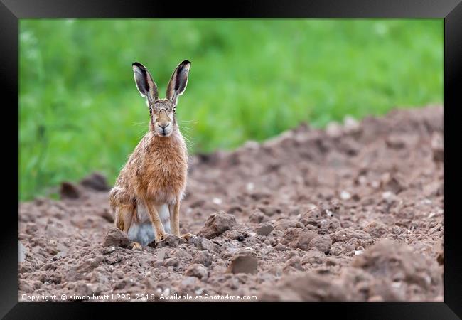 Wild hare sat staring at camera Framed Print by Simon Bratt LRPS