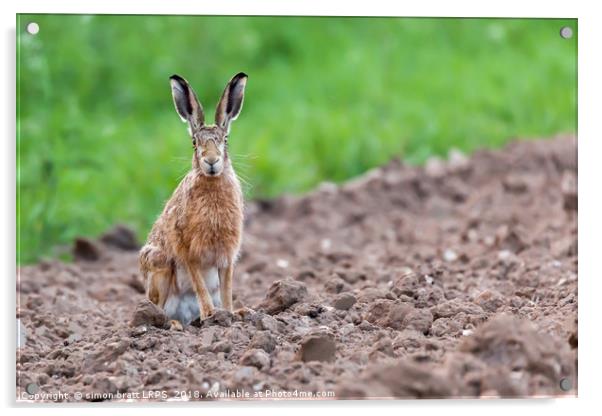 Wild hare sat staring at camera Acrylic by Simon Bratt LRPS