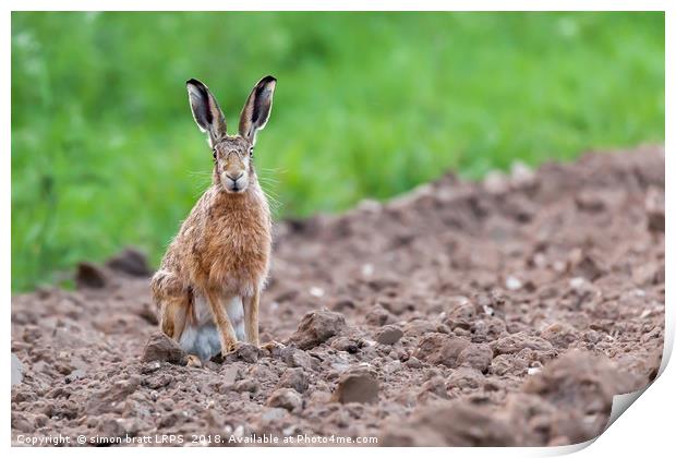 Wild hare sat staring at camera Print by Simon Bratt LRPS