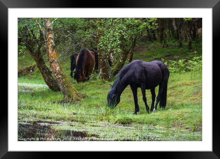 Grazing Framed Mounted Print by Phil Wareham