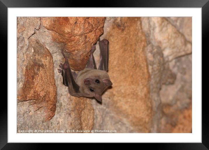 Fruit bats, Pteropodidae, Framed Mounted Print by PhotoStock Israel