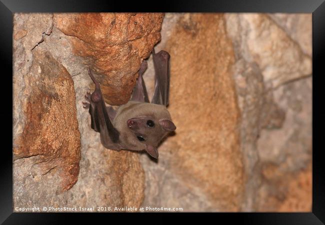 Fruit bats, Pteropodidae, Framed Print by PhotoStock Israel