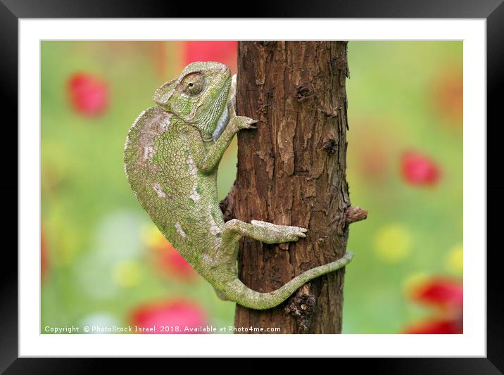 Common Chameleon, Chamaeleo chamaeleon, Framed Mounted Print by PhotoStock Israel