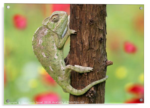 Common Chameleon, Chamaeleo chamaeleon, Acrylic by PhotoStock Israel