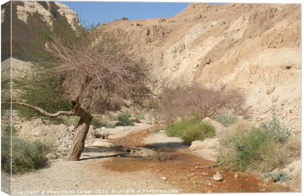 Israel, Judean Desert, Wadi Bokek Canvas Print by PhotoStock Israel