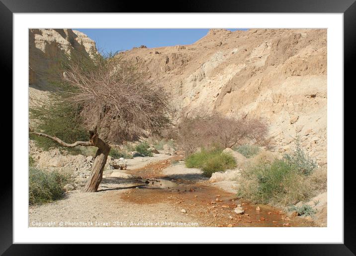 Israel, Judean Desert, Wadi Bokek Framed Mounted Print by PhotoStock Israel