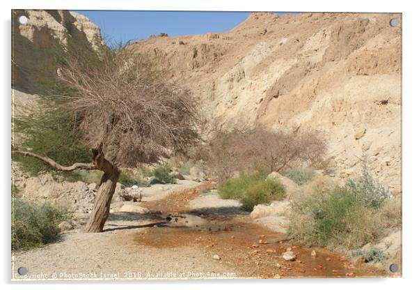Israel, Judean Desert, Wadi Bokek Acrylic by PhotoStock Israel