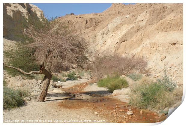 Israel, Judean Desert, Wadi Bokek Print by PhotoStock Israel