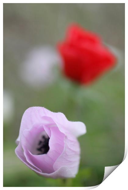 Anemone coronaria Print by PhotoStock Israel