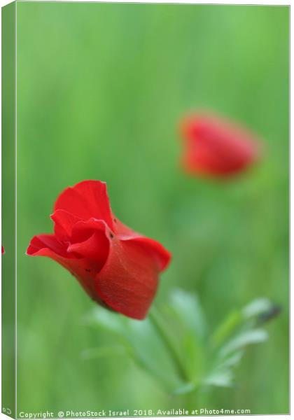 Anemone coronaria Canvas Print by PhotoStock Israel