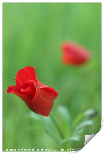 Anemone coronaria Print by PhotoStock Israel