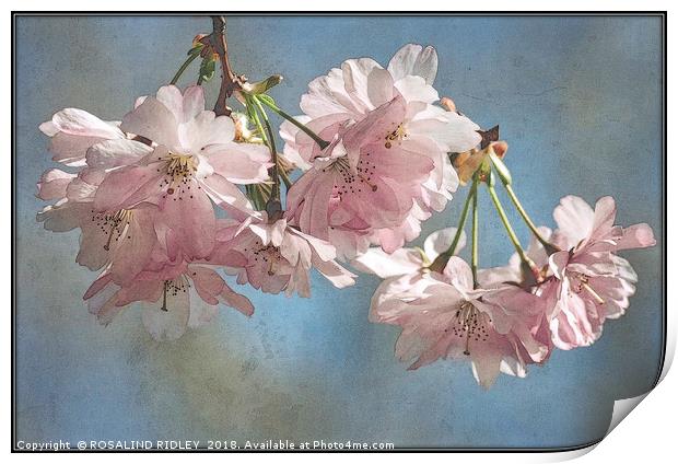 "Antique blossoms" Print by ROS RIDLEY