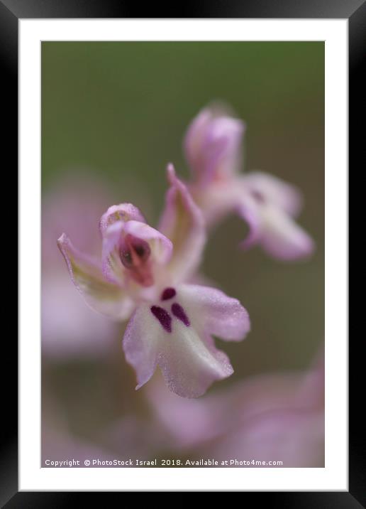 Orchis israelitica Framed Mounted Print by PhotoStock Israel