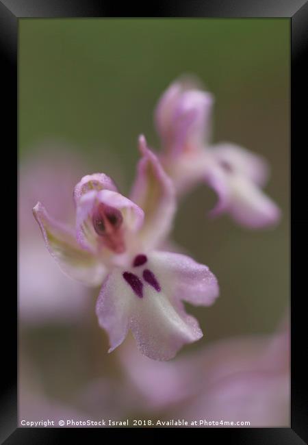 Orchis israelitica Framed Print by PhotoStock Israel