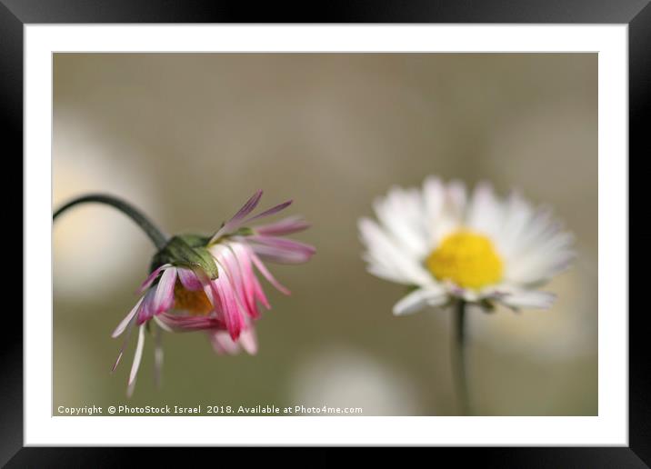 Southern Daisy, Bellis sylvestris,  Framed Mounted Print by PhotoStock Israel
