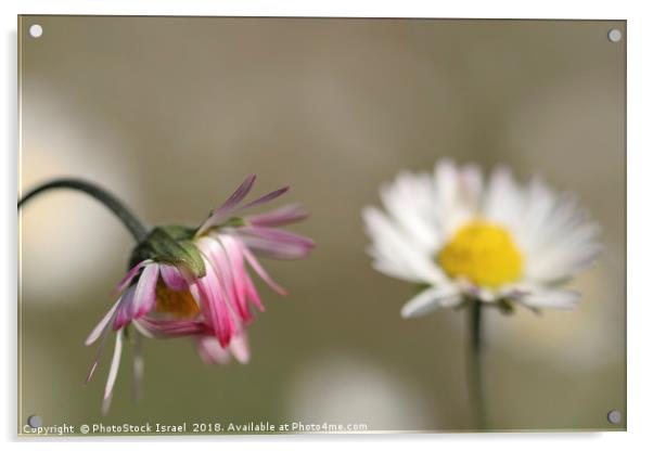 Southern Daisy, Bellis sylvestris,  Acrylic by PhotoStock Israel