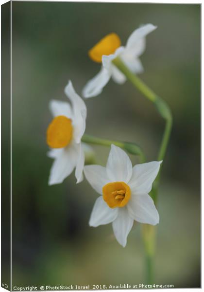 Narcissus tazetta, Chinese Sacred Lily Canvas Print by PhotoStock Israel