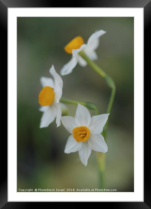 Narcissus tazetta, Chinese Sacred Lily Framed Mounted Print by PhotoStock Israel