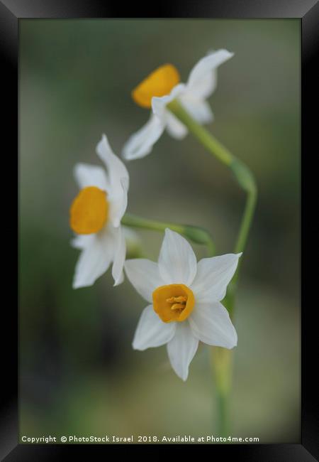 Narcissus tazetta, Chinese Sacred Lily Framed Print by PhotoStock Israel