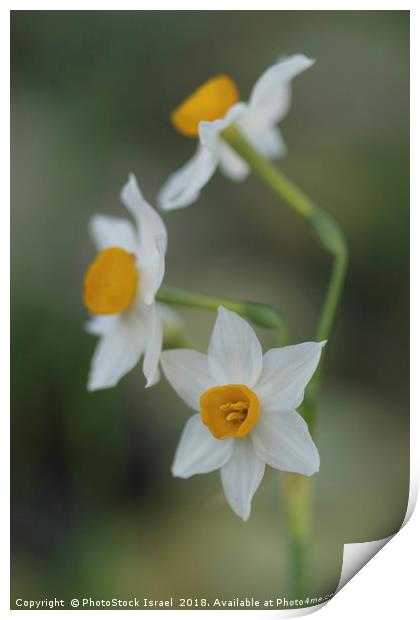 Narcissus tazetta, Chinese Sacred Lily Print by PhotoStock Israel