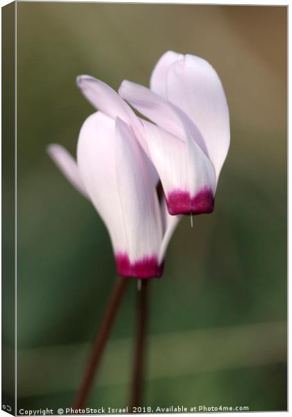 Cyclamen persicum, Persian Violet, Canvas Print by PhotoStock Israel