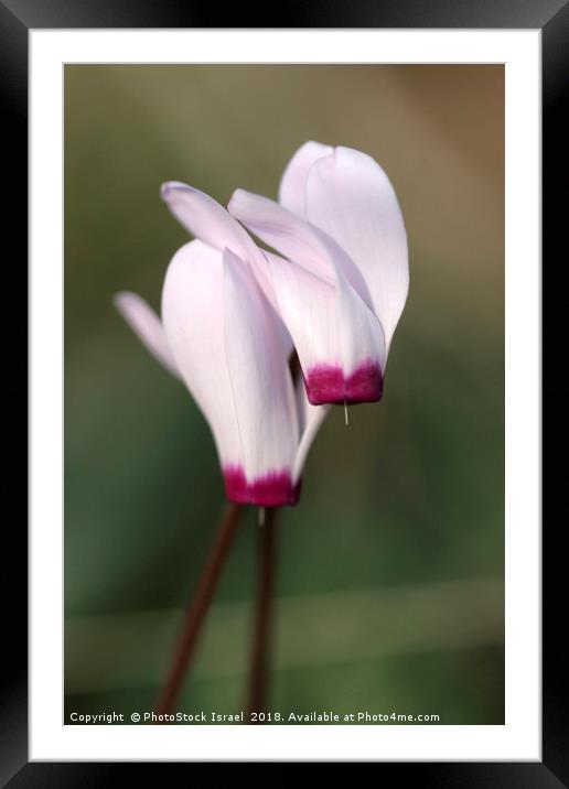 Cyclamen persicum, Persian Violet, Framed Mounted Print by PhotoStock Israel