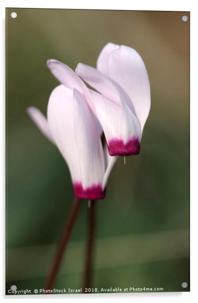 Cyclamen persicum, Persian Violet, Acrylic by PhotoStock Israel