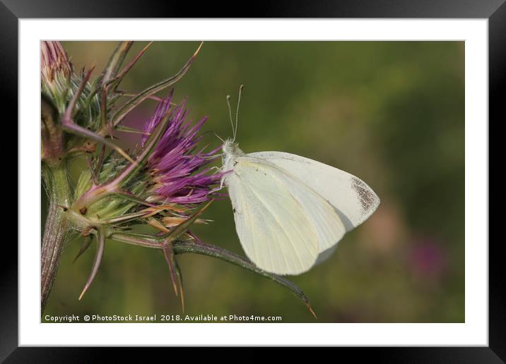 Cabbage White (Pieris brassicae) Framed Mounted Print by PhotoStock Israel