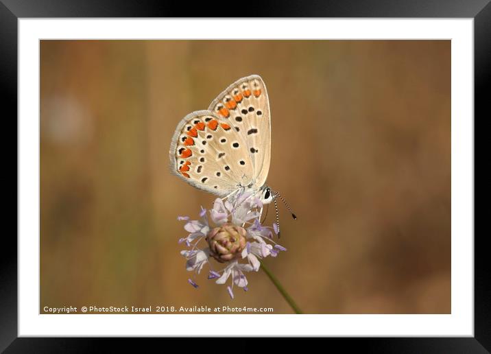 Common Blue (Polyommatus icarus) Framed Mounted Print by PhotoStock Israel