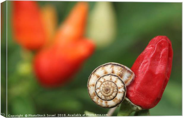 white garden snail, Theba pisana, Canvas Print by PhotoStock Israel